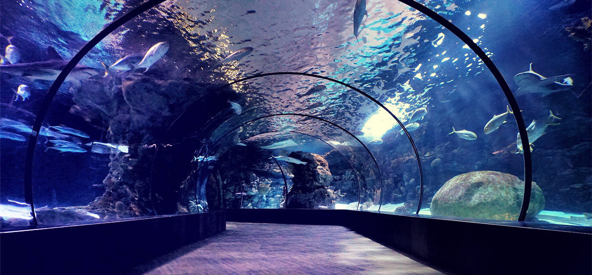 <b>海洋館運(yùn)營(yíng)的核心是什么？</b>