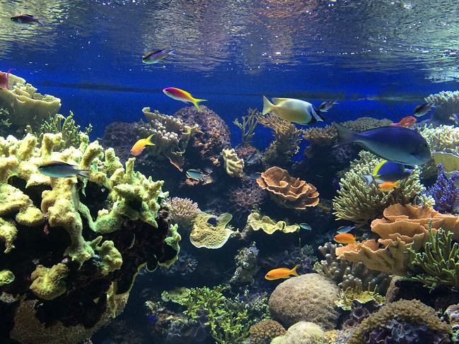 如何改善海洋館的環(huán)境問題？